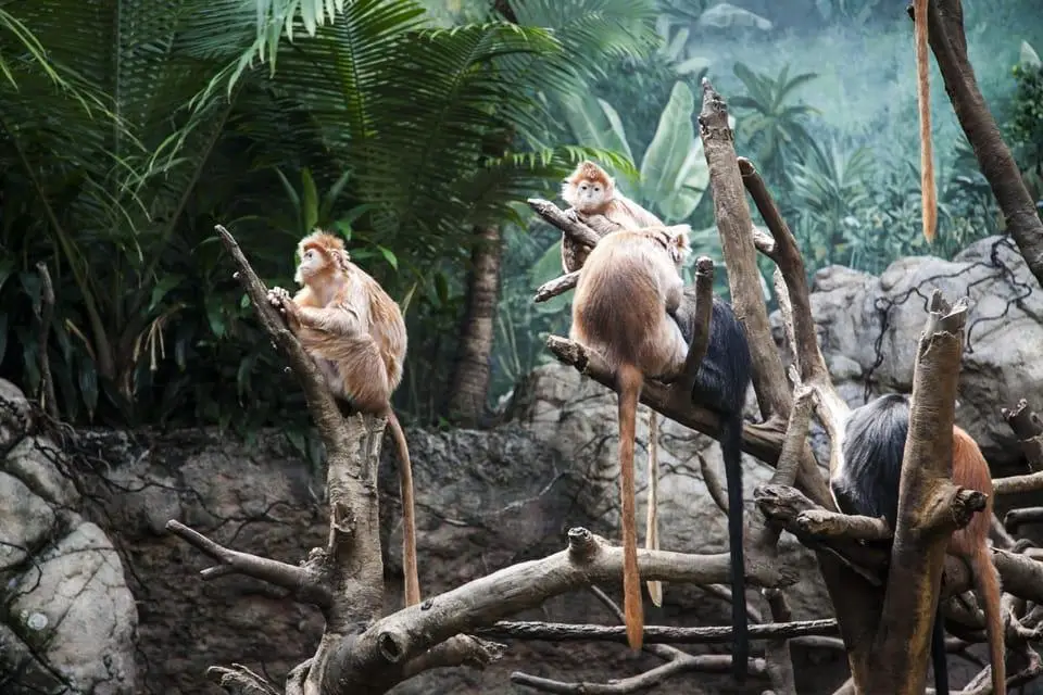 Bronx Zoo