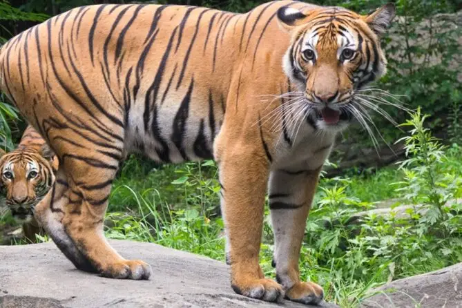 Bronx Zoo