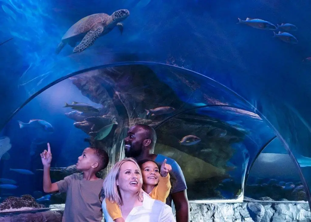 אקווריום סי לייף באמריקן דרים- SEA LIFE New Jersey Aquarium
