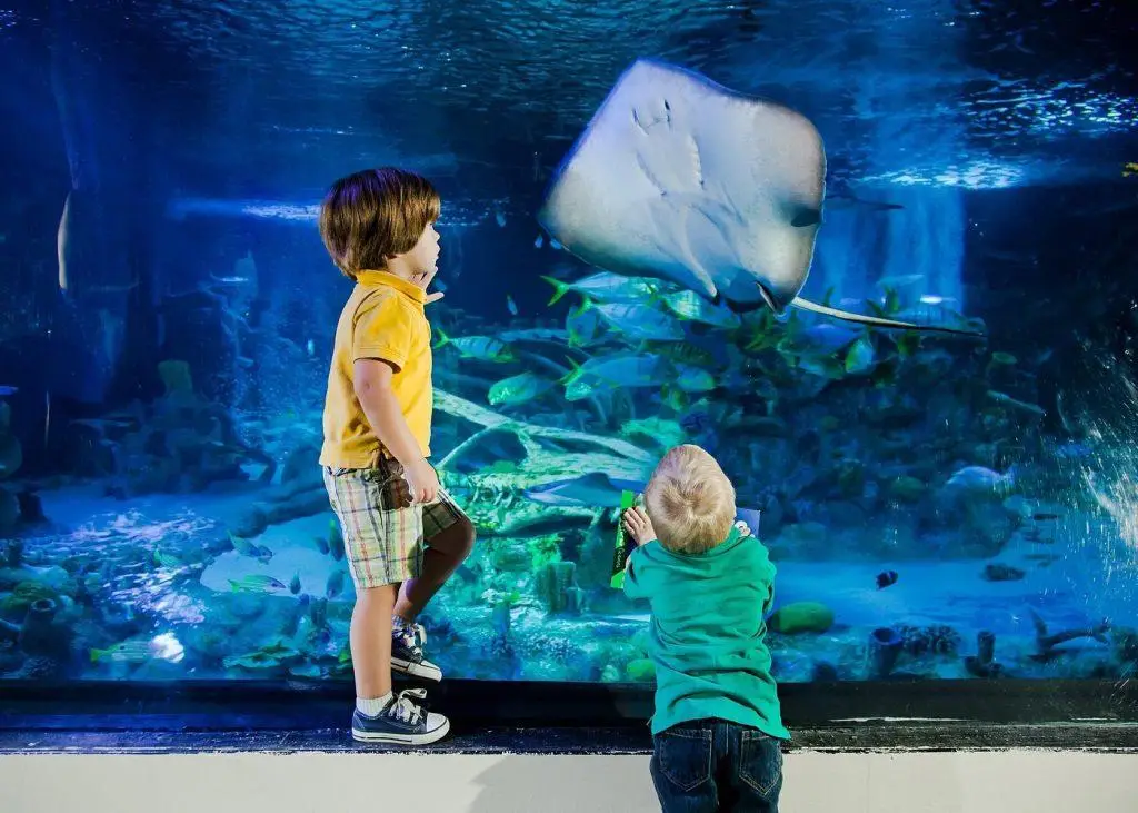 אקווריום סי לייף באמריקן דרים- SEA LIFE New Jersey Aquarium