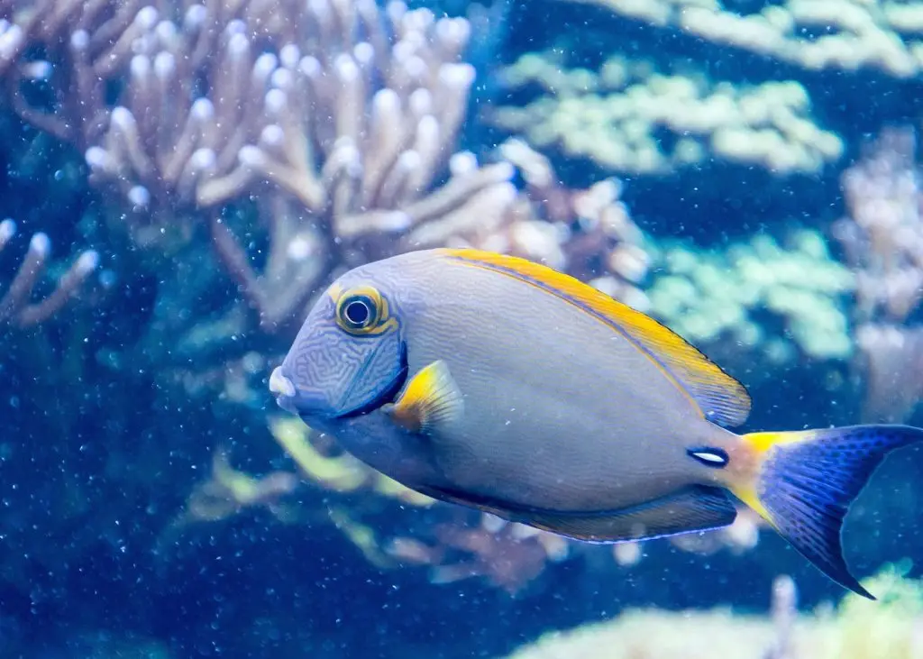 אקווריום סי לייף באמריקן דרים- SEA LIFE New Jersey Aquarium
