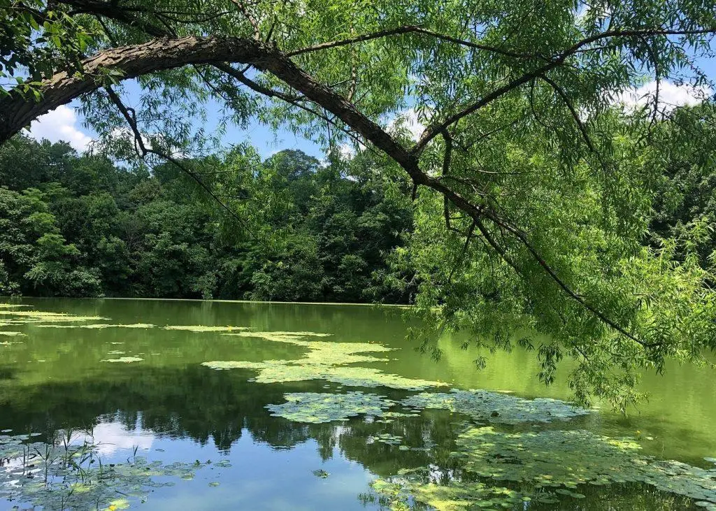 פארק פרוספקט (Prospect Park) בברוקלין ניו יורק