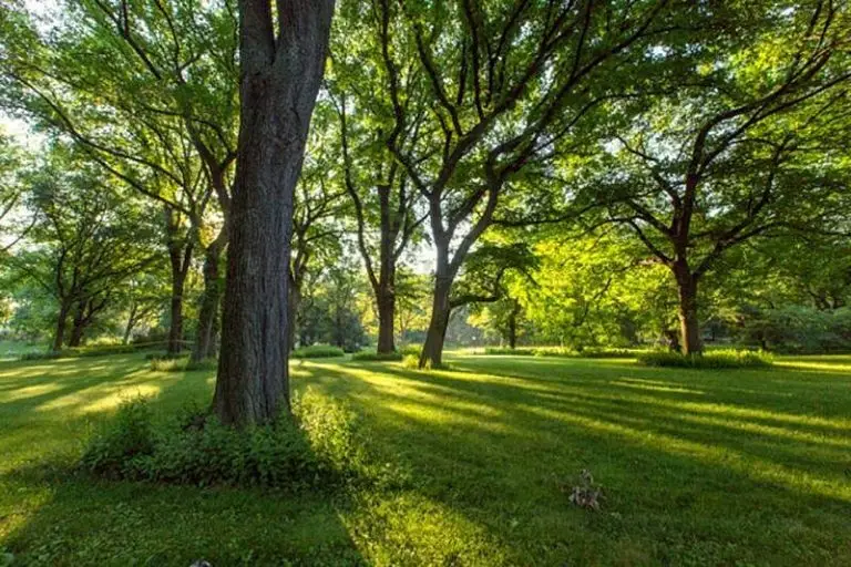 סנטרל פארק (Central Park) בניו יורק - המדריך המלא